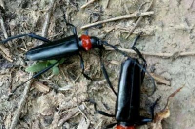 红颈天牛吃什么,幼虫孵化后在树皮下蛀食