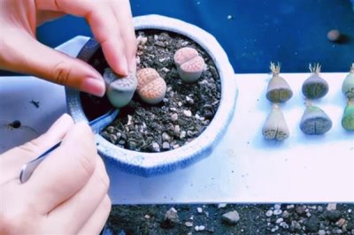 夏季如何养护生石花，适当遮阴能避免植株被晒伤