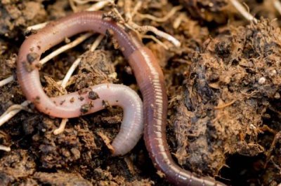 钓淡水鲳鱼用什么饵料,首选的饵料就是荤饵