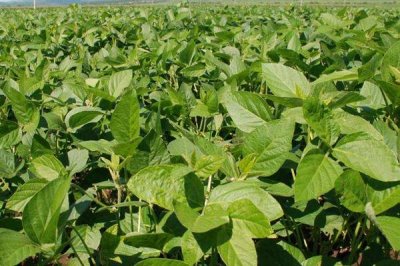合农123大豆种子特征特性,该品种亚有限结荚习性