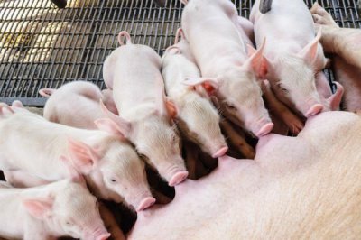 母猪正常一胎生几只，通常可产下10-14只幼仔