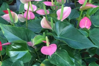 粉掌的叶片为什么发黄以及如何处理,可能是水分过多、光照不足等因素所导致