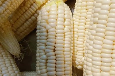 养牛如何节省饲料，可将草料进行加工或配合饲料