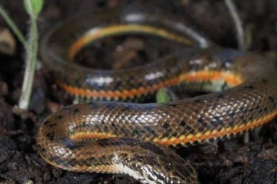 高效养殖泥蛇的方法,每平方米面积可放养10条幼蛇