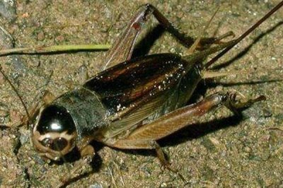 蟋蟀的品种介绍,常见的有中华蟋蟀、大棺头蟋蟀等