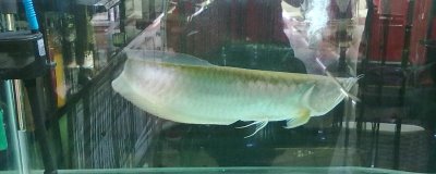 银龙鱼患有肠炎会出现哪些症状,主要表现是排出白色粪便