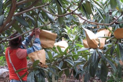 枇杷为什么要套袋以及操作方法，套袋可以减轻病虫害、提高商品率