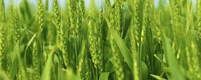 皖垦麦9号小麦种子简介,中抗/中抗白粉病