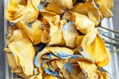 玫瑰的花期,在5-6月份