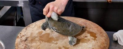 怎么杀甲鱼,小甲鱼和大甲鱼的杀法不同