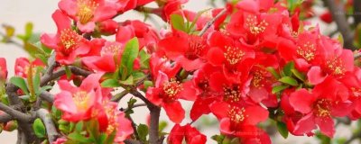 海棠花开花的时间,不同品种的花期不同