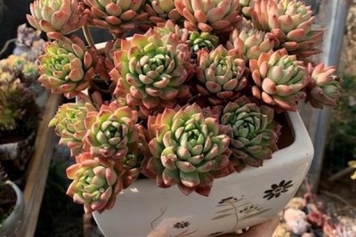 马库斯多肉的养殖方法,每个月浇水3-4次
