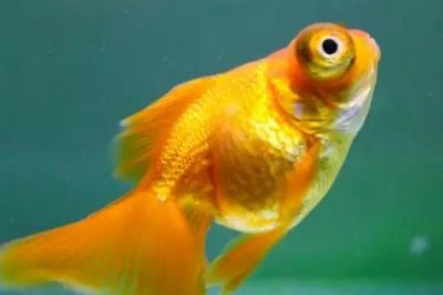 金鱼的品种分类，分为草金鱼、龙睛鱼、文鱼和蛋鱼四大类