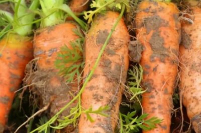 胡萝卜如何选购，把好这五关