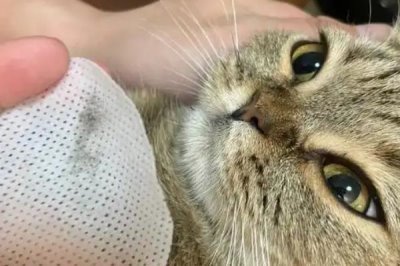 为什么猫咪会长黑下巴，是由于猫咪有毛囊炎了
