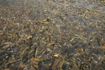 泥鳅吃什么,人工养殖可投喂米糠、豆饼、豆渣等