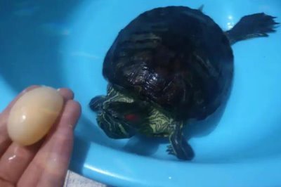 巴西龟的产蛋数量，一次可产下6-11枚左右