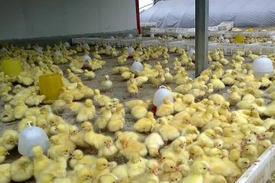 一个月的鹅一天喂几顿，一天喂4-5顿比较好