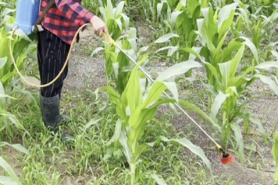 玉米大小斑病的防治方法,大小斑病常同时出现或混合侵染