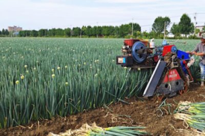 山东大葱的产地，主要有寿光市、胶州市、聊城市等