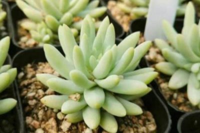 塔洛克多肉能喷水吗,环境和盆土呈现干燥现象时可喷水