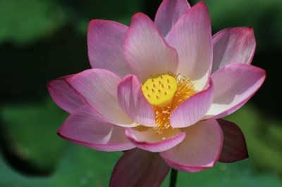 荷花有香味吗,香味一般较浅不易闻到