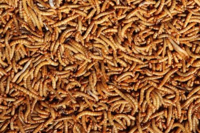 阳光对黄粉虫有什么影响,被强光照射后寿命会缩短