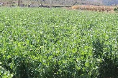 豌豆的种植方法，选择轮作4-5年的地块为佳