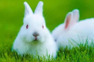 兔子患有肠胃炎的症状,早期会出现食欲不振、消化不良等
