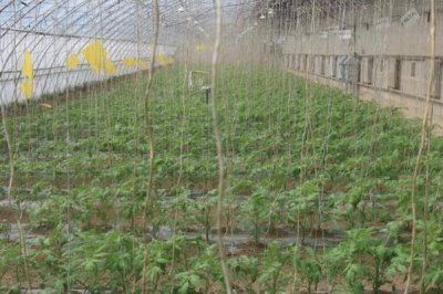 怎么给大棚蔬菜施冲施肥料,追肥与冲施肥相结合