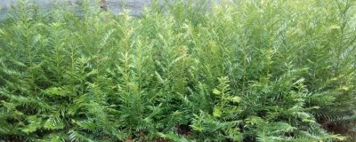 红豆杉的品种,包括东北红豆杉、云南红豆杉、西藏红豆杉等种类