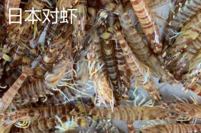 对虾的生活习性,属于杂食性且喜欢在晚上活动