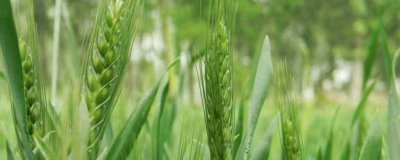 淮麦48小麦品种简介,每亩适宜基本苗14万—22万