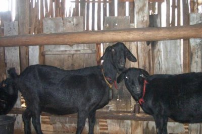 受孕黑山羊的管理技术,秋冬季一定要保证棚舍的温度和光照