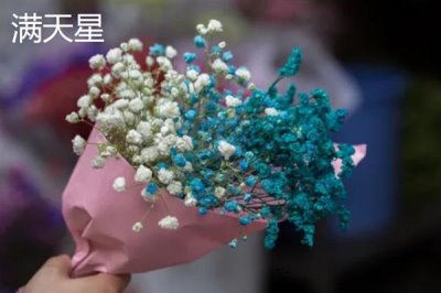 哪些花的花语象征想念，有满天星、水仙花等