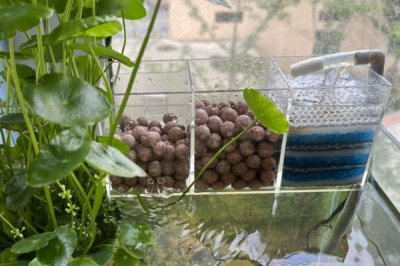 养鱼如何按先后顺序使用老三样，换水、升温后再下盐