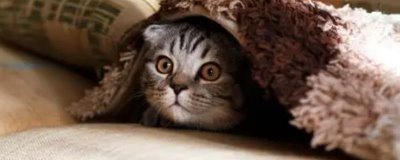 猫咪冬季如何过冬,室内温度不用调的太高