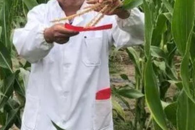 黑玉米种子售价以及如何种植，一斤需要40-60元左右