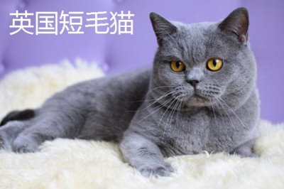 猫的品种,这五个品种各有各的优势与特点