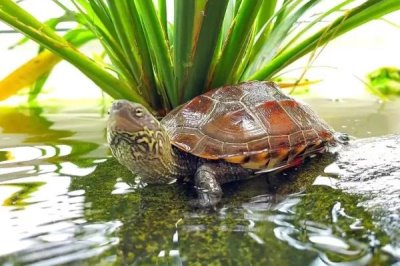 草龟怎么养,要确保水质干净清爽