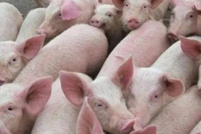 夏天怎么让猪快速生长,需注意做好通风降温等措施