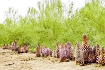 肉苁蓉的品种,包括草苁蓉、管花肉苁蓉、盐生肉苁蓉等种类