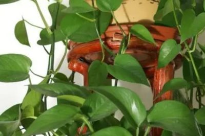 绿萝叶黄了怎么办，不同原因导致的解决方法不同