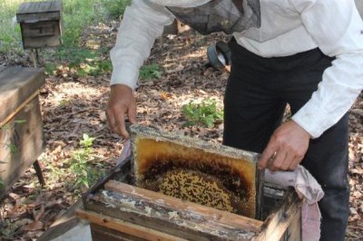 养蜂如何换王，待蜂群失王1-2天再介入新王