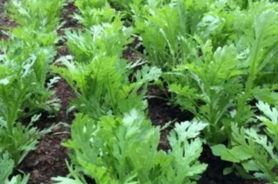 秋季怎么防治茼蒿霜霉病,重病田可以和其它作物轮作