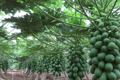 番木瓜的采摘方法,通常都是人工采收