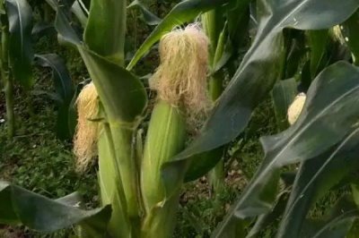 华鲜玉890玉米种子特点，种植密度
