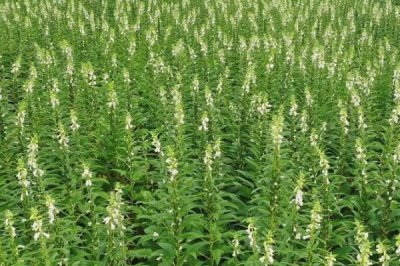 如何提高芝麻的产量,首先要选择优良品种