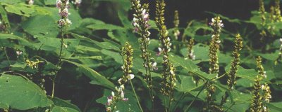 种植中草药的方法,因地选择品种