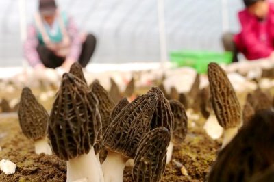羊肚菌的种植技术，在10-12月份进行播种